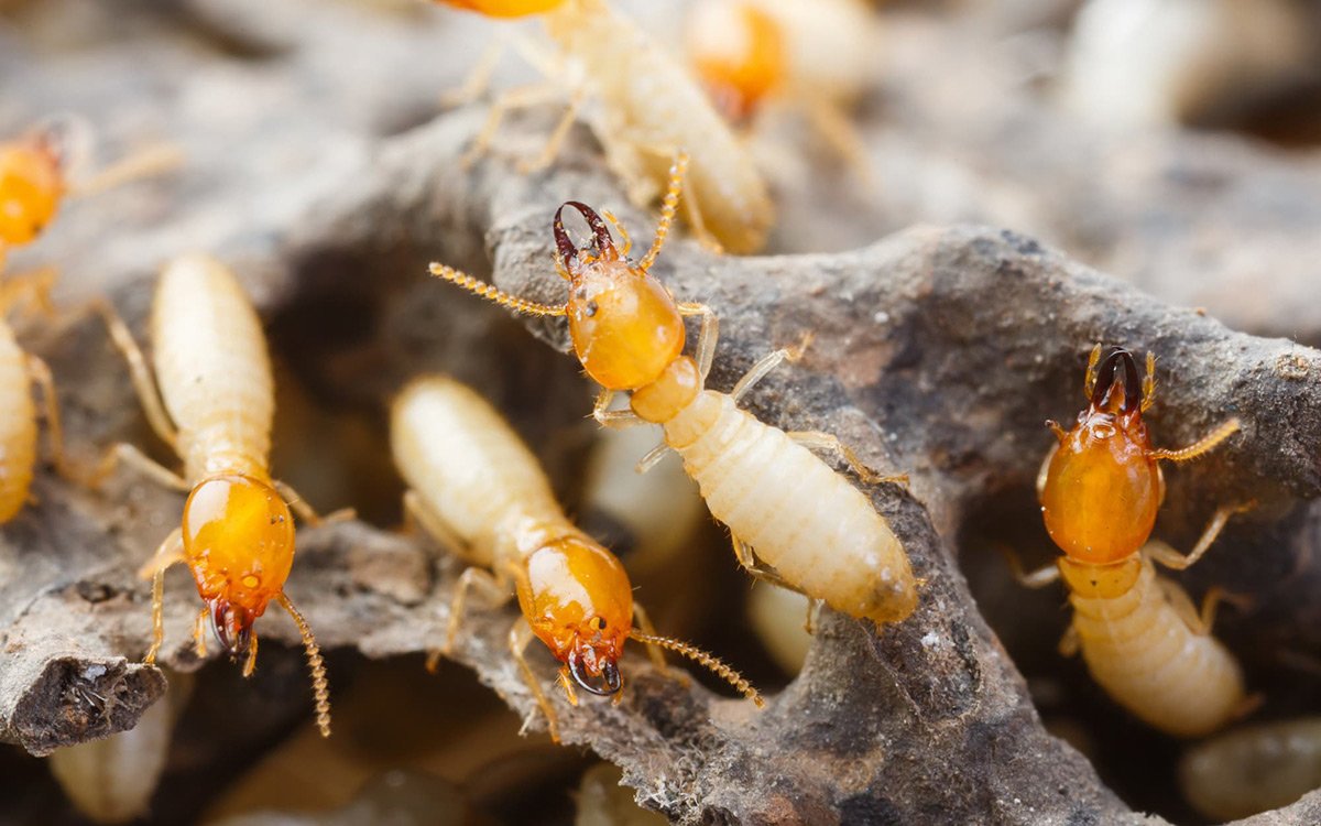 Pest Control Services in Lahore | Termite Treatment Experts